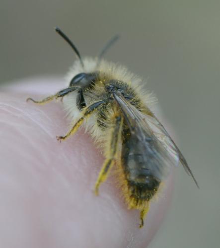 Andrena sp.